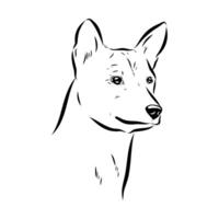 Basenji hunting dog black and white sketch vector