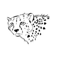 the head of a graceful cheetah predator vector