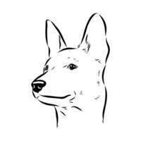 basenji hunting dog sketch vector