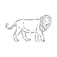 large strong predator lion hand-drawn vector