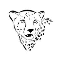 Graceful predator cheetah handmade sketch vector