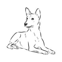 the dog of the ancient Basenji breed vector