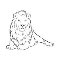 large predator lion black and white sketch vector