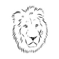 Predatory beast lion sketch vector