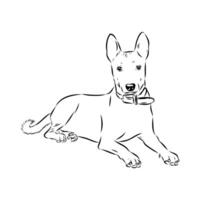 the dog of the ancient breed Basenji sketch vector