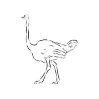 flightless ostrich hand-drawn sketch vector