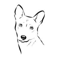 Basenji dog head handmade sketch vector