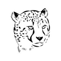 Beautiful predator cheetah drawing vector
