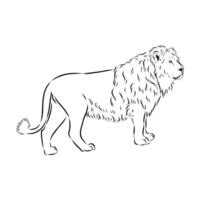 Strong predator lion hand sketch vector