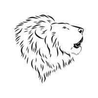 strong predator lion black and white drawing vector
