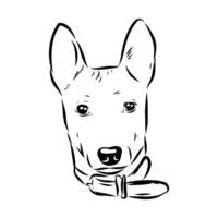 The head of a Basenji dog is a black and white drawing vector