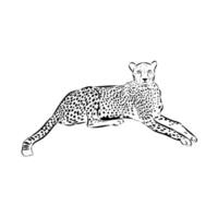 slender cheetah predator black and white sketch vector