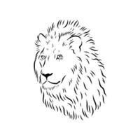 The head of a lion predator drawing vector