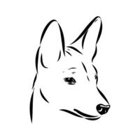 The devoted Basenji hunting dog vector