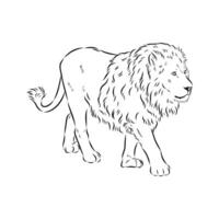 Strong predator lion drawing vector