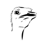 the head of a large bird ostrich sketch vector