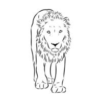 large strong predator lion hand sketch vector