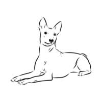 Basenji dog black and white pattern vector