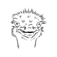 The head of a large bird is an ostrich drawing vector