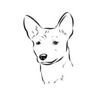 basenji hunting dog hand sketch vector