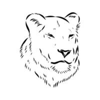 Large predator lion hand-drawn vector