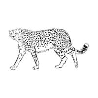 beautiful cheetah predator black and white sketch vector