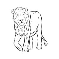 large strong predator lion black and white sketch vector