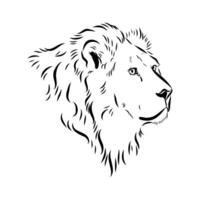 Strong predator lion sketch vector