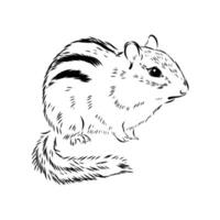 striped rodent chipmunk hand sketch vector