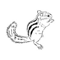 Brave chipmunk handmade sketch vector