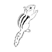 chipmunk handmade drawing vector