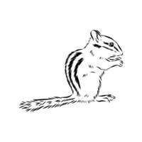 Rodent chipmunk drawing vector
