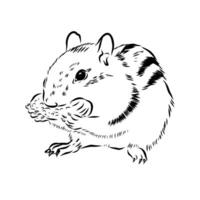 striped rodent chipmunk black and white sketch vector