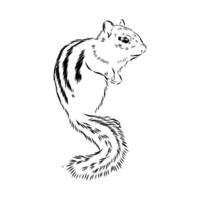 striped mischievous chipmunk black and white sketch vector
