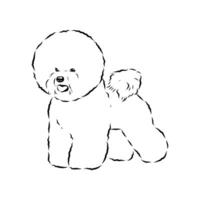 funny dog bichon frise sketch vector