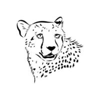 Long-legged predator cheetah vector