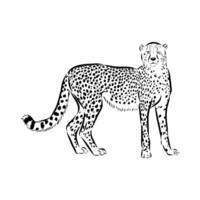 Predator cheetah handmade drawing vector