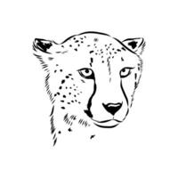 Predator cheetah sketch vector