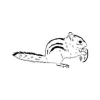 striped rodent chipmunk sketch vector
