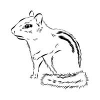 striped mischievous chipmunk hand-drawn sketch vector
