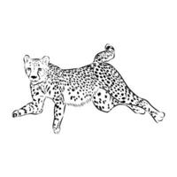 Graceful predator cheetah black and white sketch vector