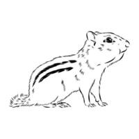 The brave animal chipmunk vector