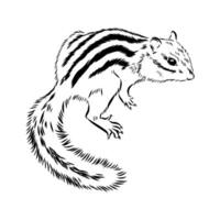Striped rodent chipmunk drawing vector