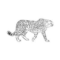 Long-legged predator cheetah black and white sketch vector