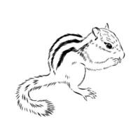 rodent chipmunk sketch vector