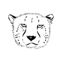 cheetah predator black and white drawing vector