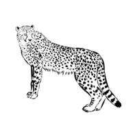 slender cheetah handmade drawing vector