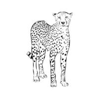 Long-legged cheetah sketch vector