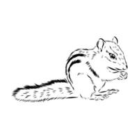 Brave animal chipmunk sketch vector