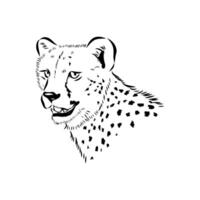 Fast predator cheetah sketch vector